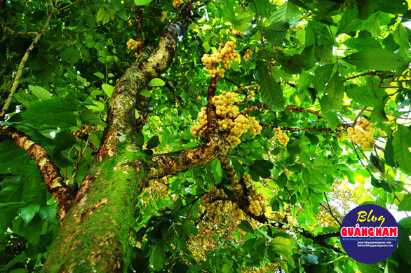 Về Tiên Phước ăn trái bòn bon - Ảnh 4.
